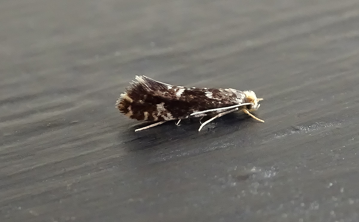 Nemapogon wolffiellaDSC00935