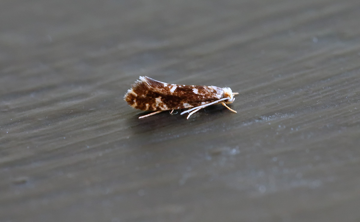 Nemapogon wolffiella_J4X3858