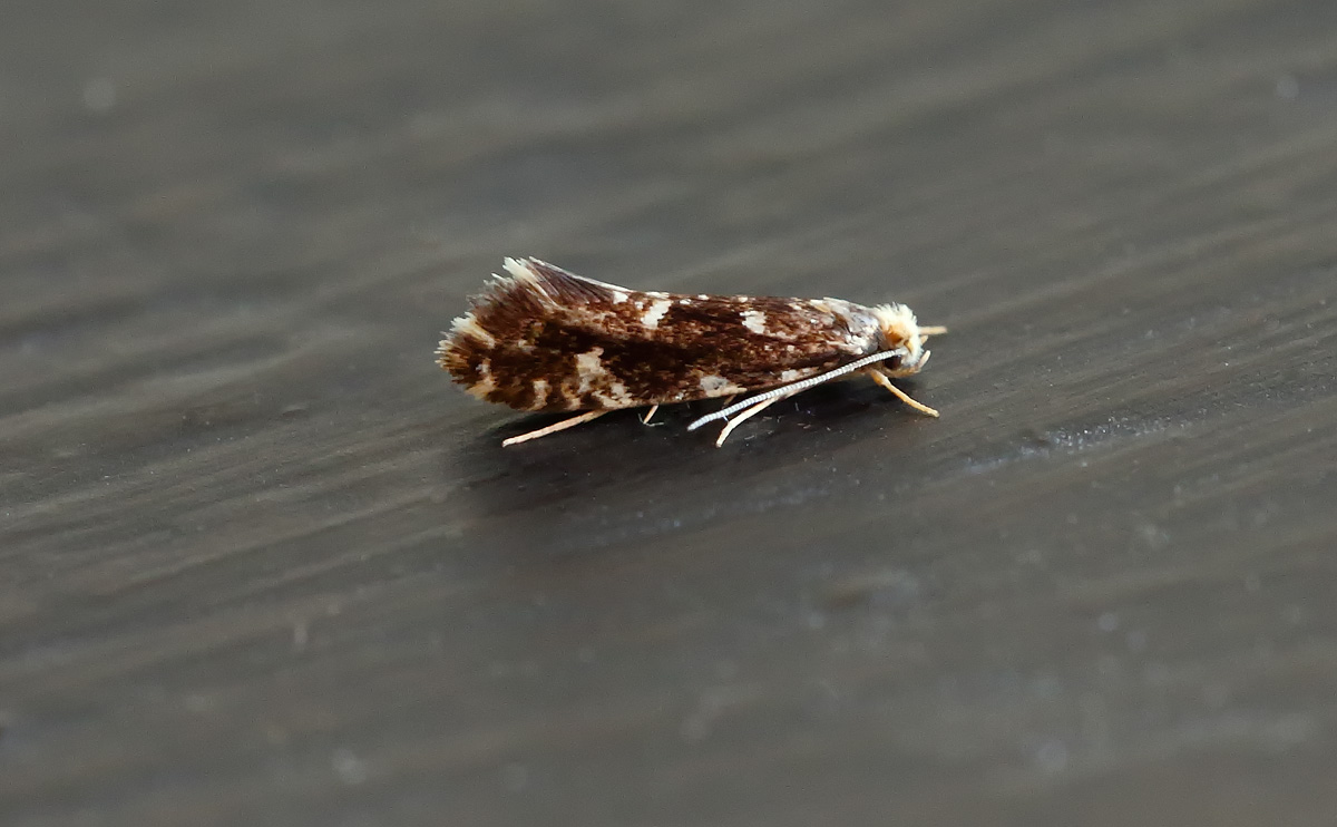 Nemapogon wolffiella_J4X3860