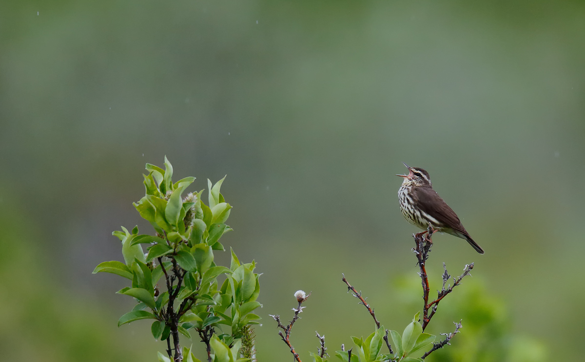 Northern Waterthrush_J4X7527