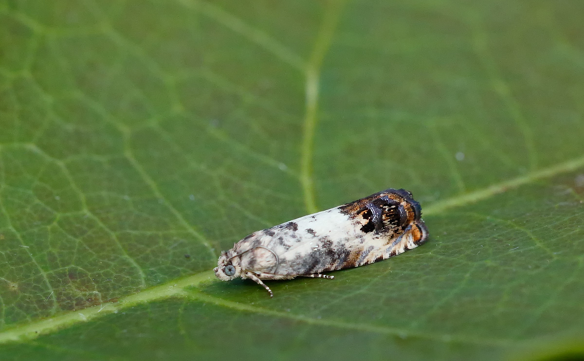 Pammene fasciana_J4X3754