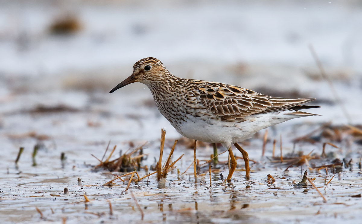 Pectoral Sandpiper_J4X0133