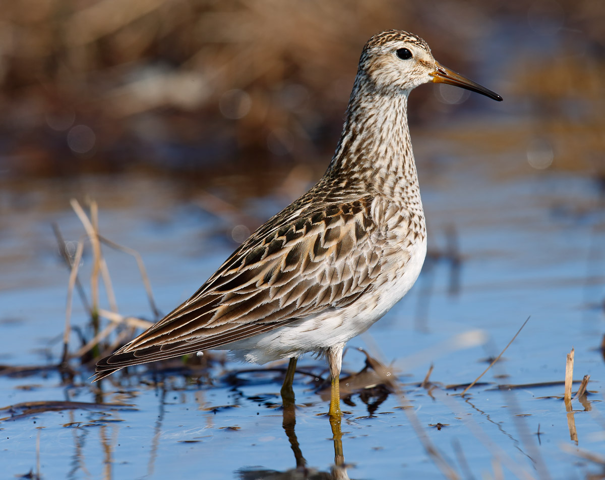Pectoral Sandpiper_J4X0830