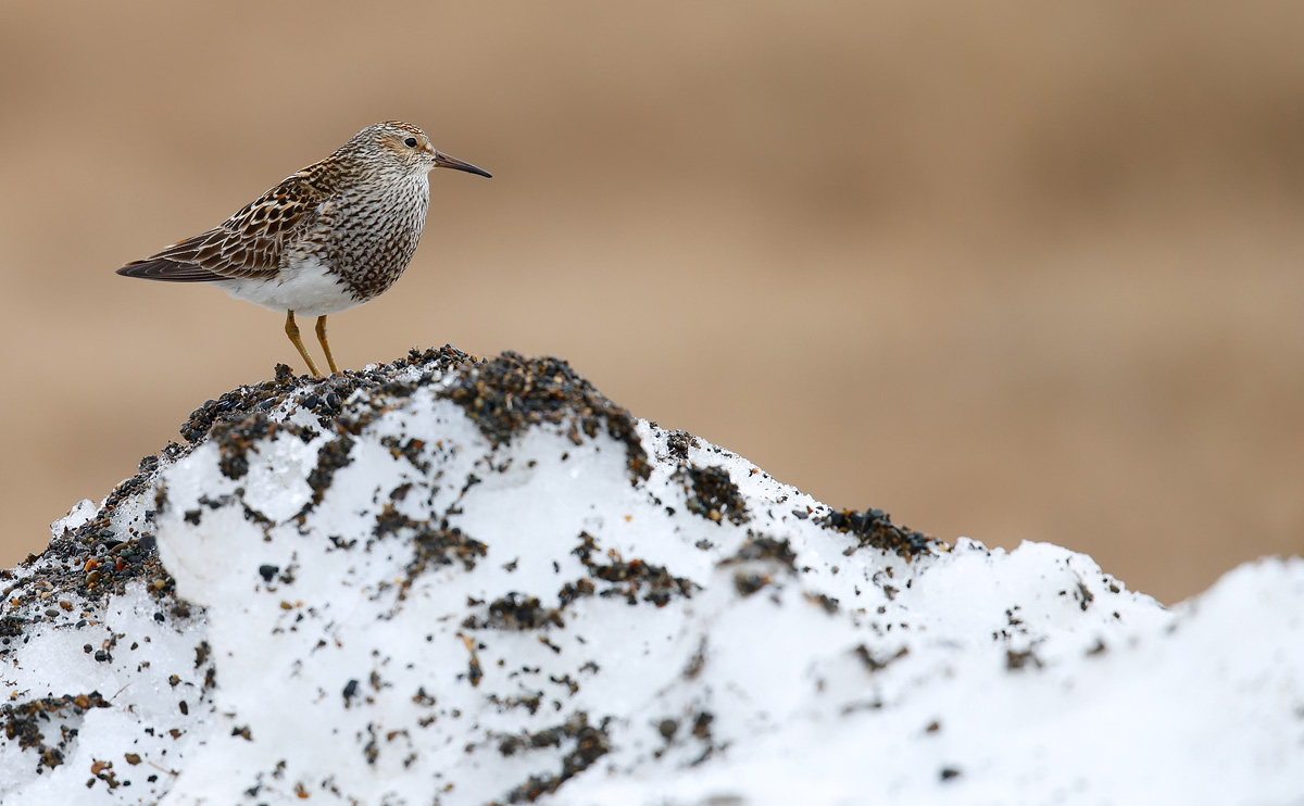 Pectoral Sandpiper_J4X1413