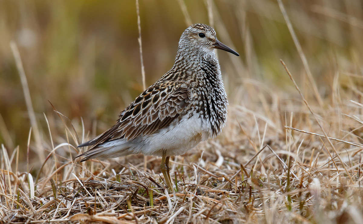 Pectoral Sandpiper_J4X1463