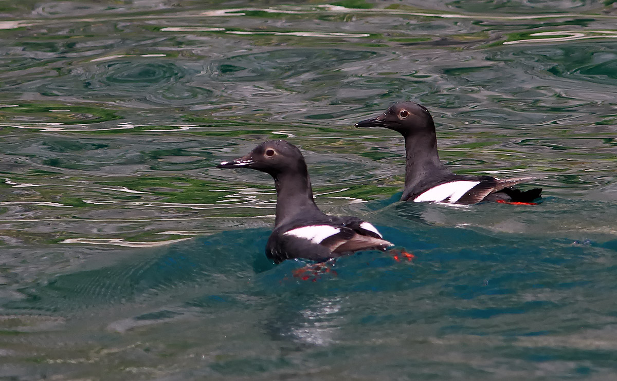 Pigeon Guillemot_J4X8915