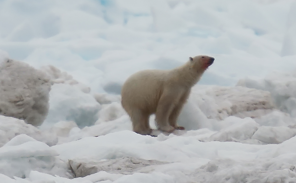 Polar Bear_J4X1260