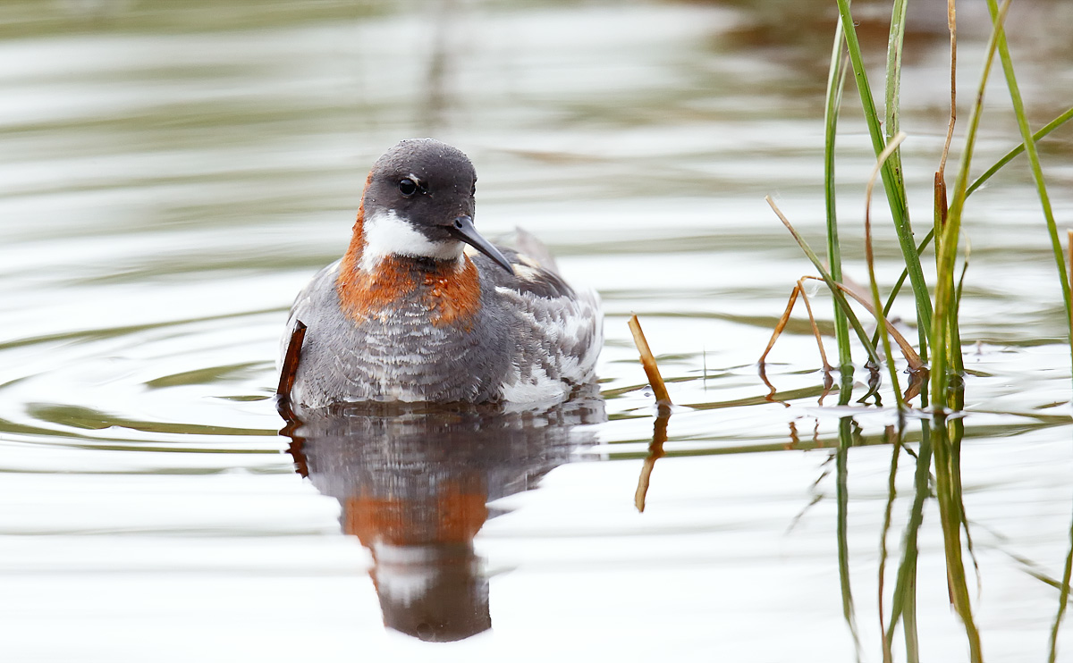 RNPhalarope_J4X7421