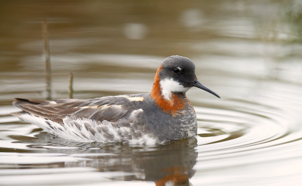 RNPhalarope_J4X7439