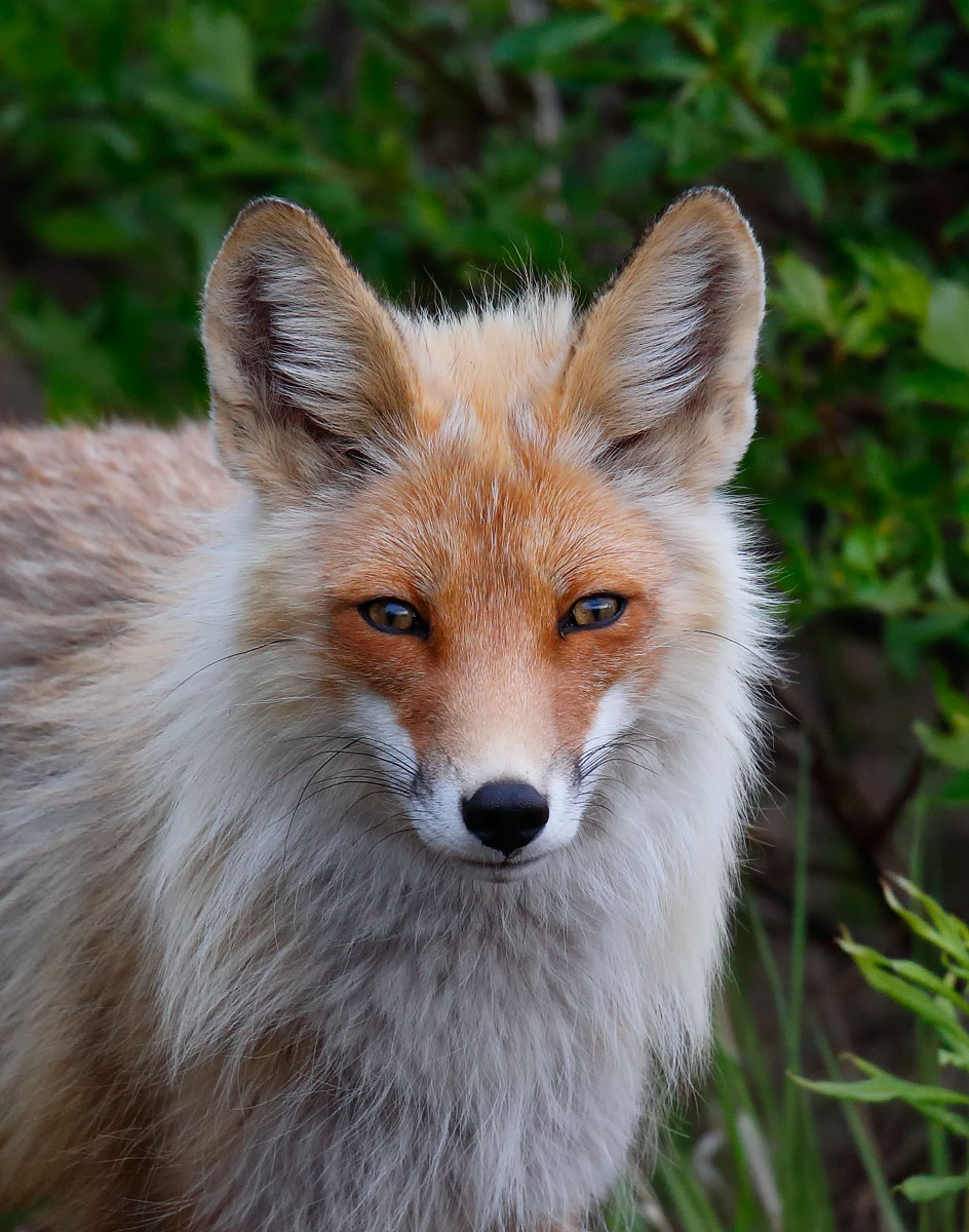 Red Fox_J4X6831