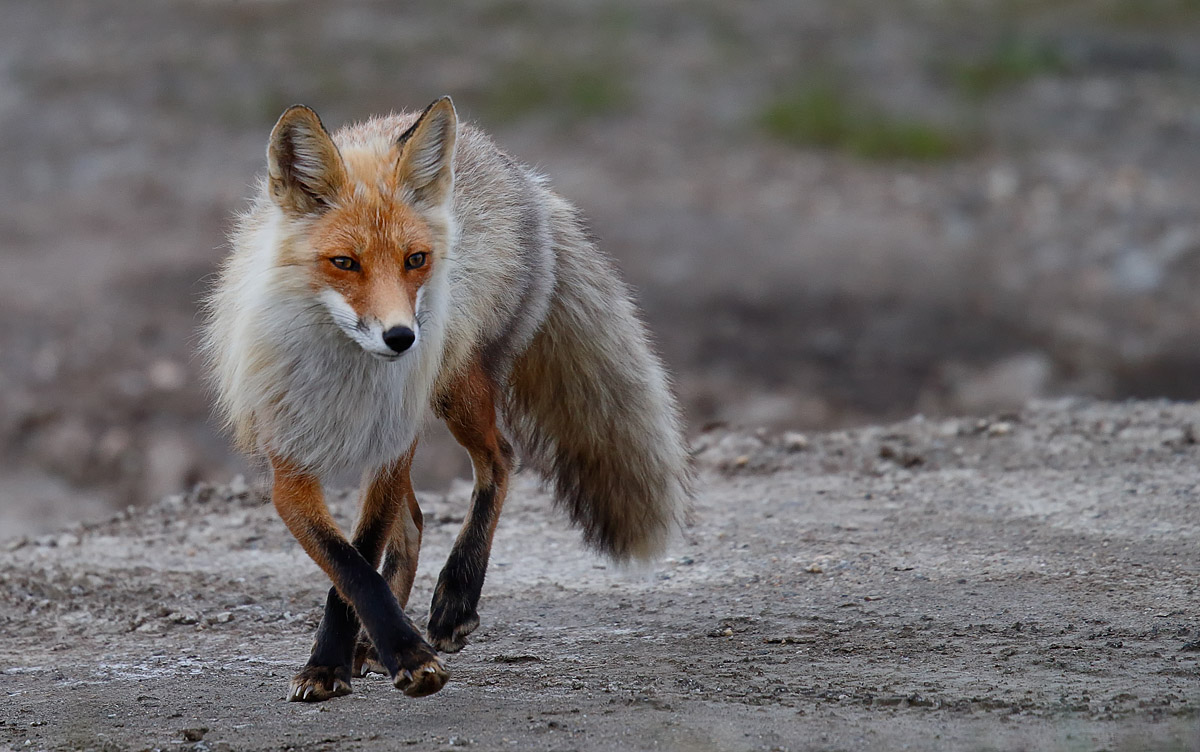 Red Fox_J4X6852