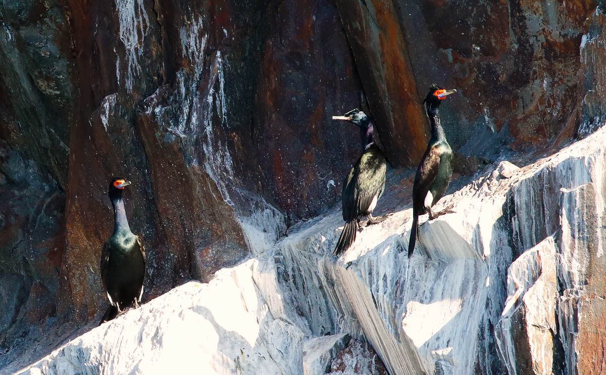 Red-faced Cormorant_J4X8689