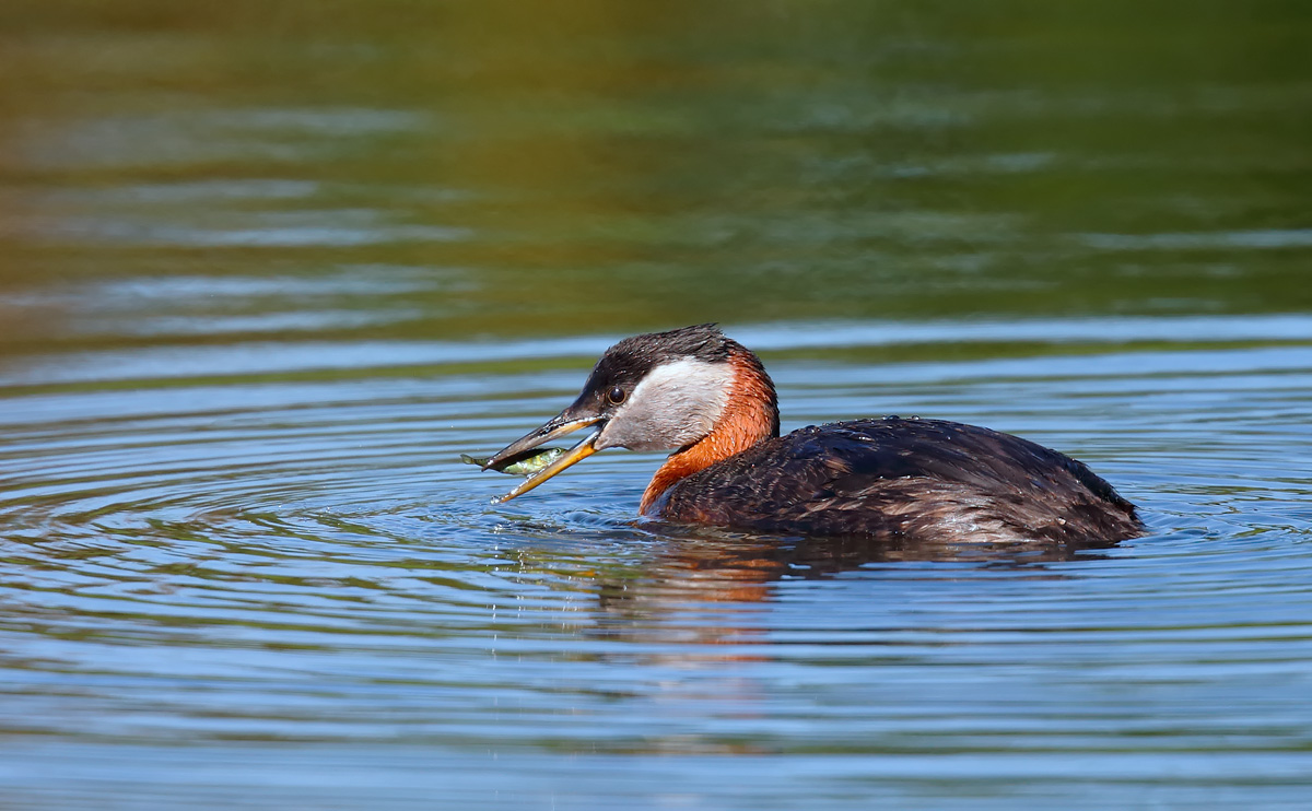 Red-necked Grebe_J4X0053