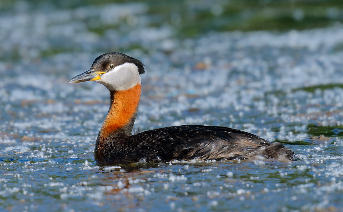 Red-necked Grebe_J4X1623