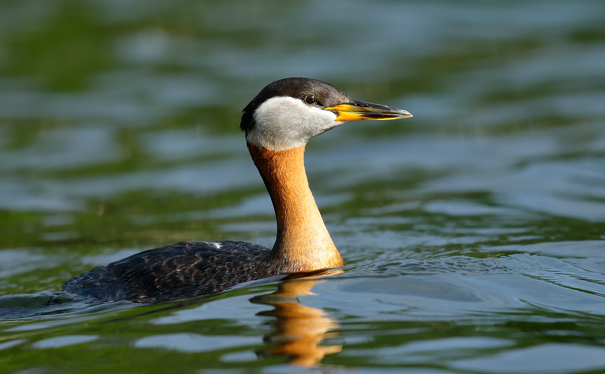 Red-necked Grebe_J4X2811