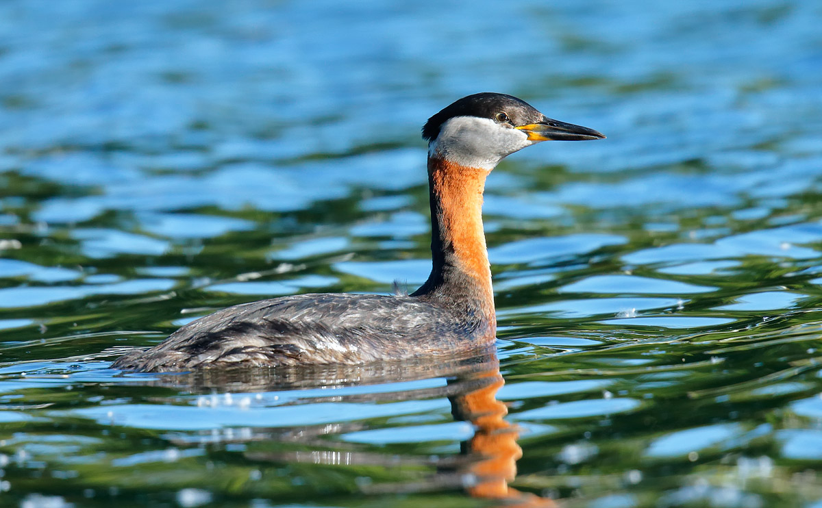 Red-necked Grebe_J4X6051