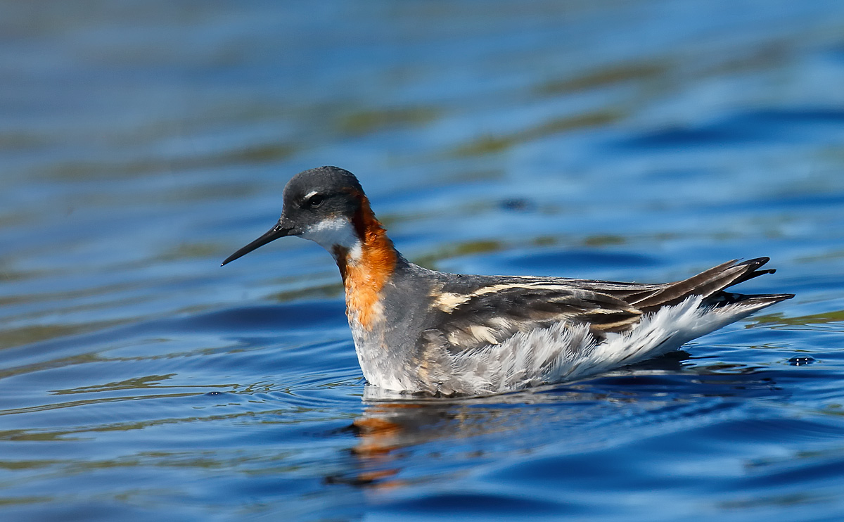 Red-necked Phalarope_J4X6279