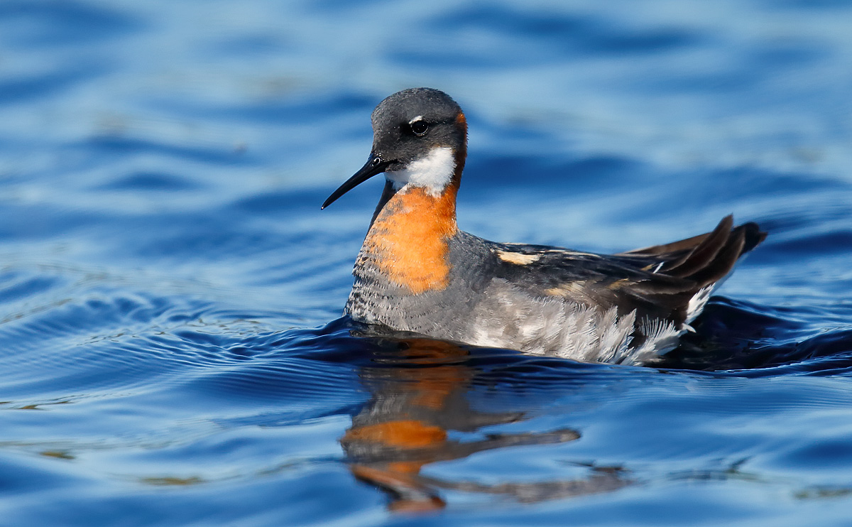 Red-necked Phalarope_J4X6297