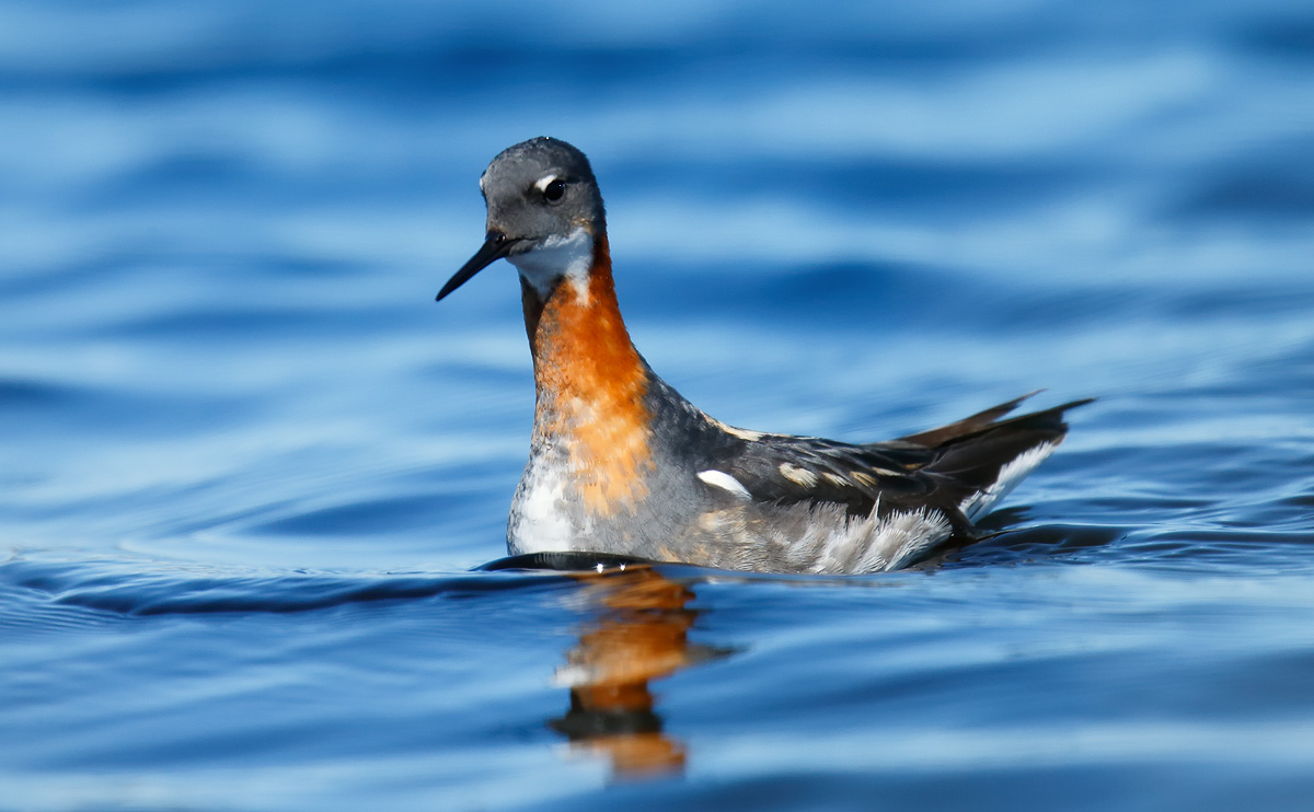 Red-necked Phalarope_J4X6347