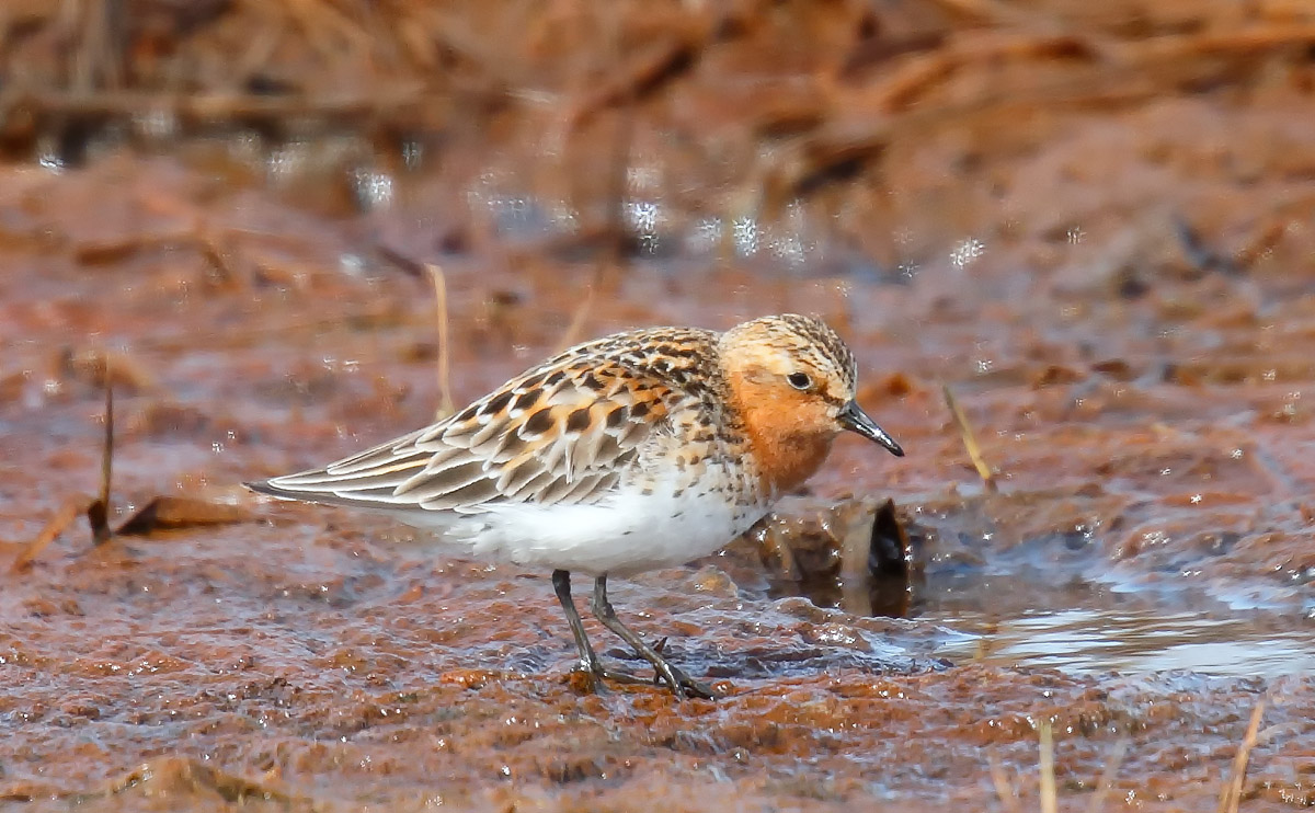 Red-necked Stint_J4X0498