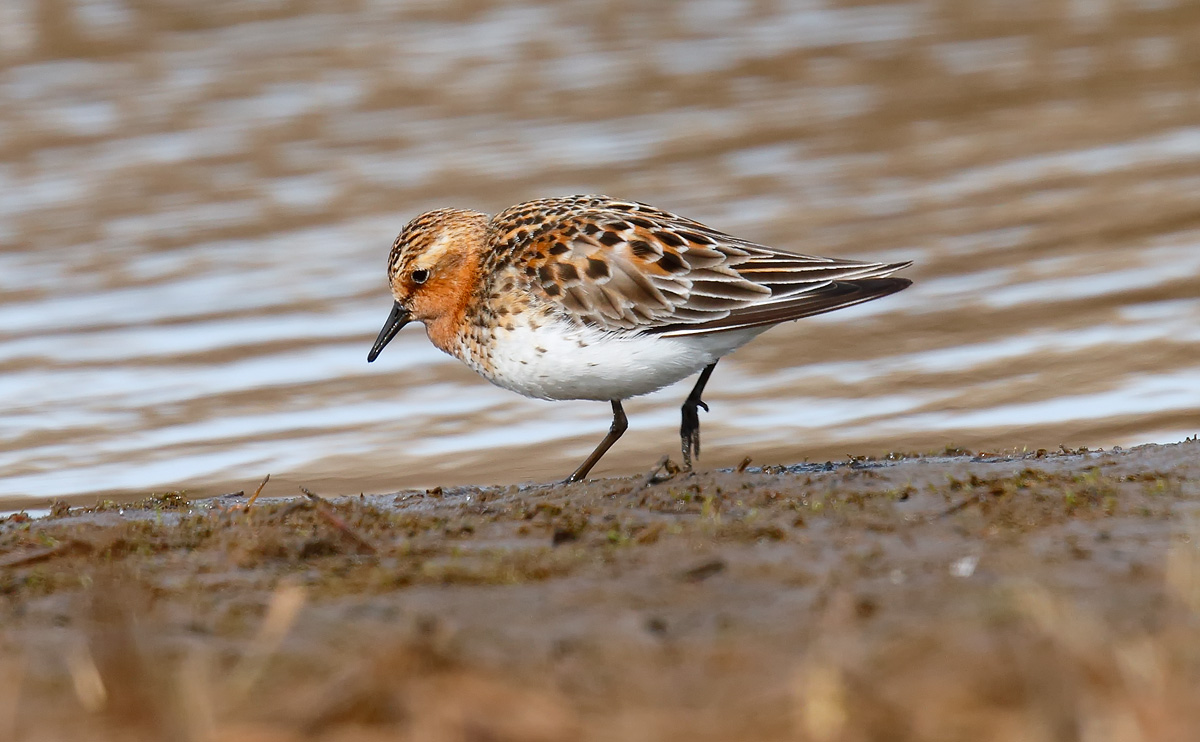 Red-necked Stint_J4X0522