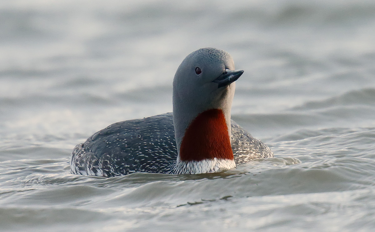 Red-throated Diver_J4X6718