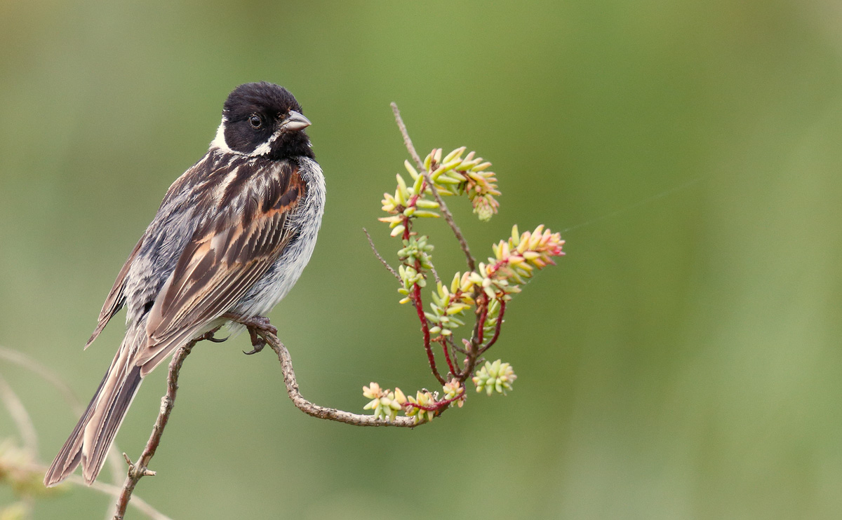 Reed Bunting_J4X3051