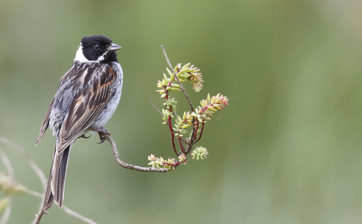 Reed Bunting_J4X3055