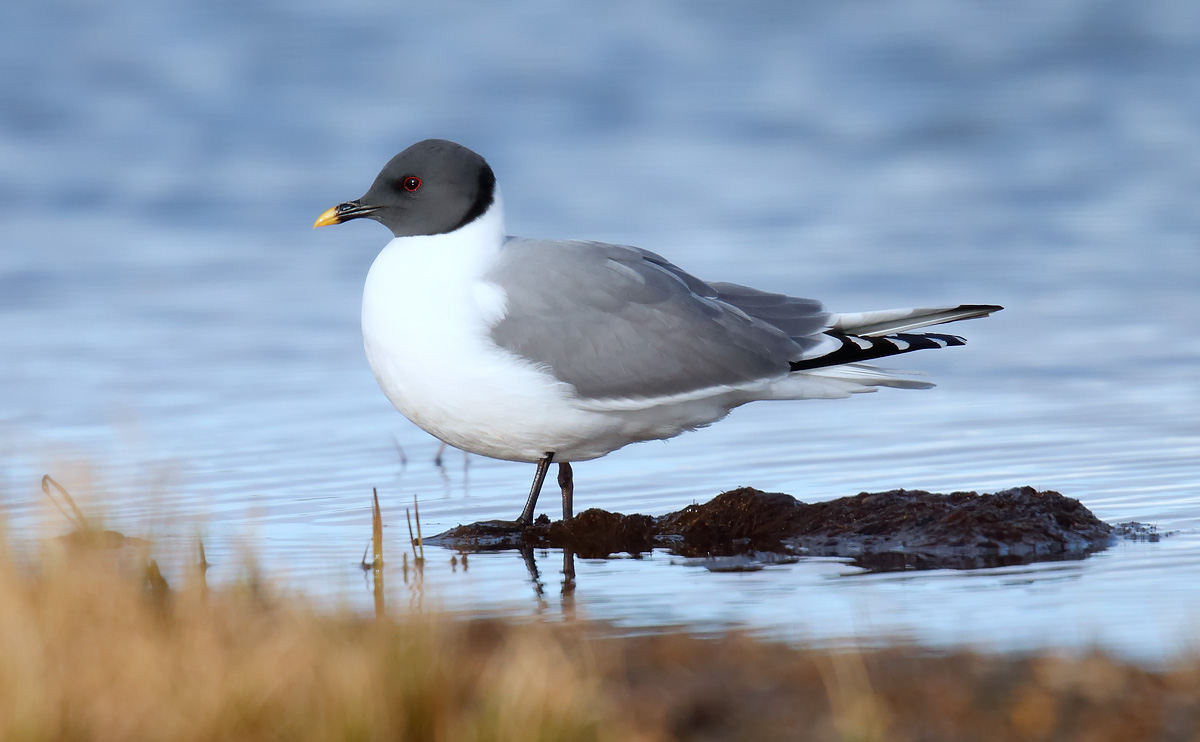 Sabine's Gull_J4X1516
