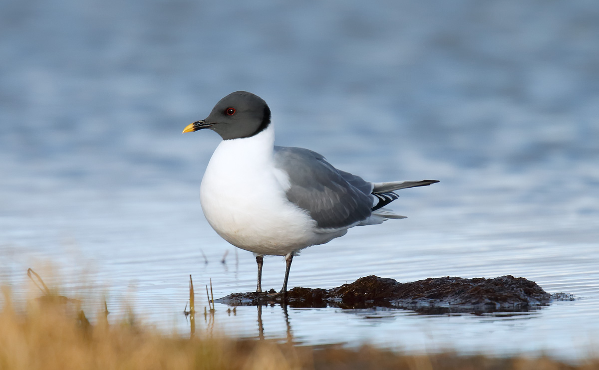 Sabine's Gull_J4X1520