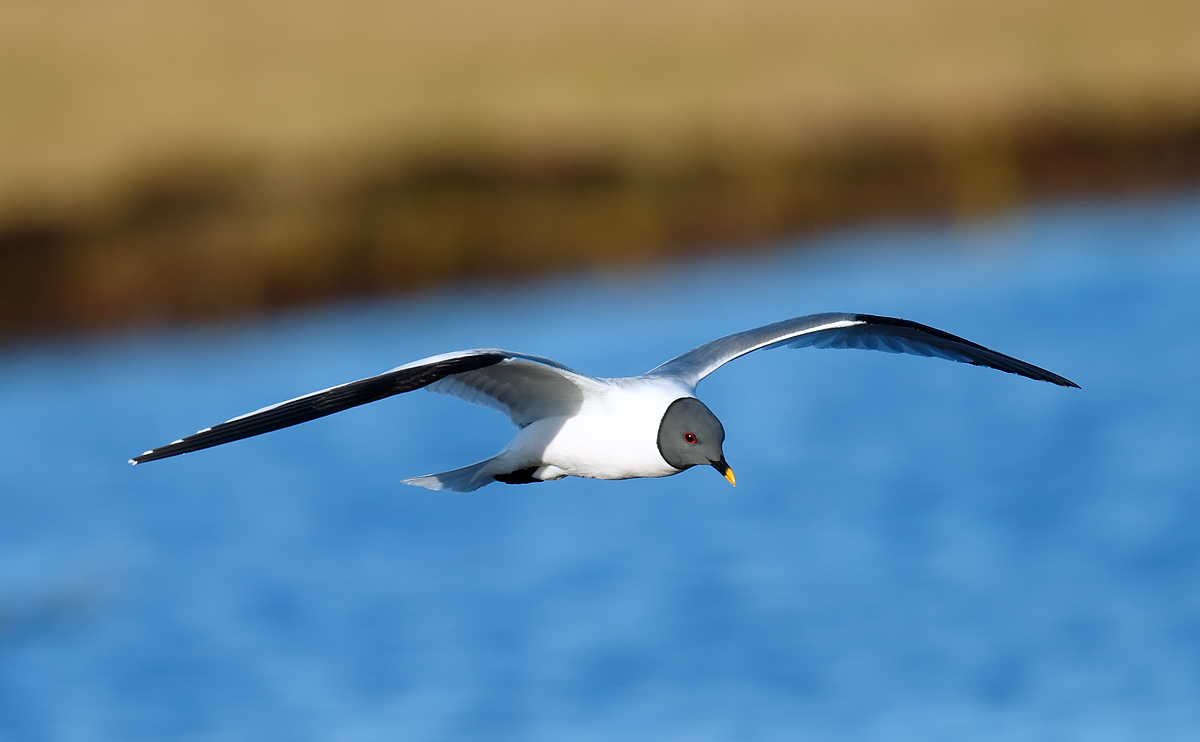 Sabine's Gull_J4X1782