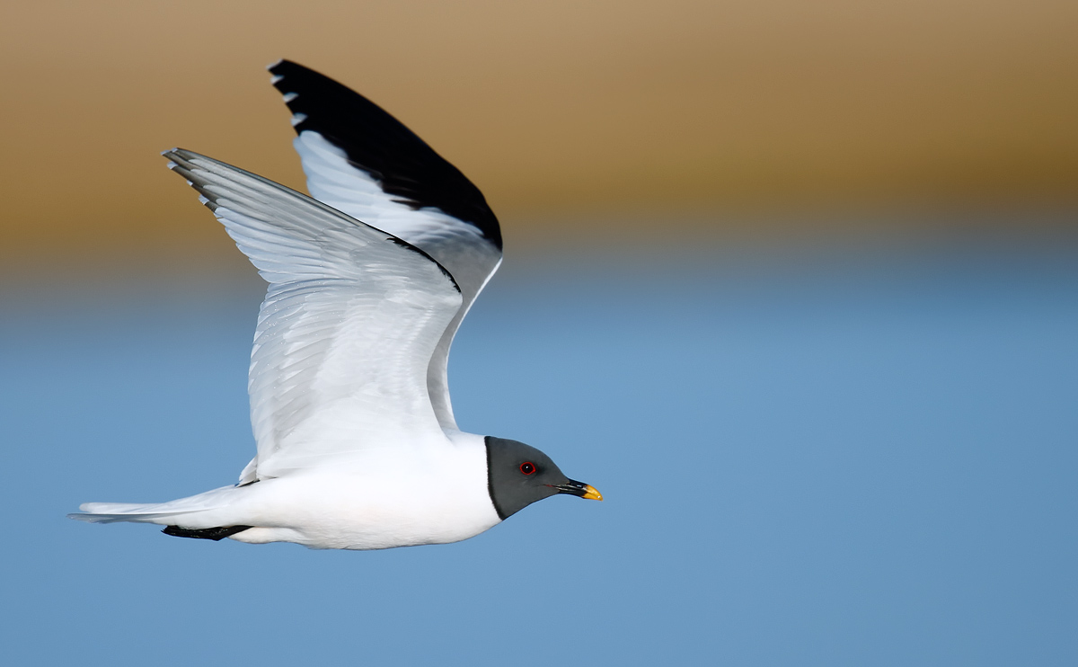 Sabine's Gull_J4X1802