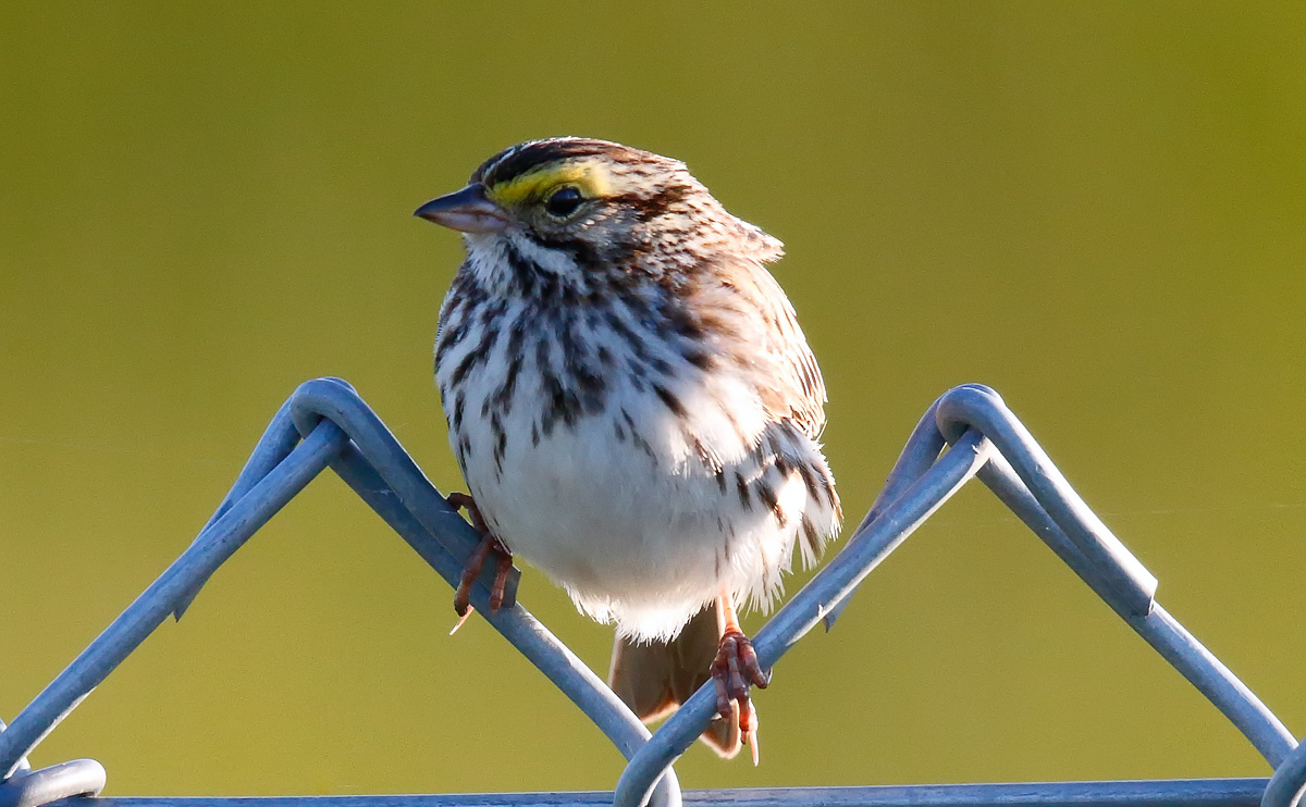 Savannah Sparrow_J4X6112
