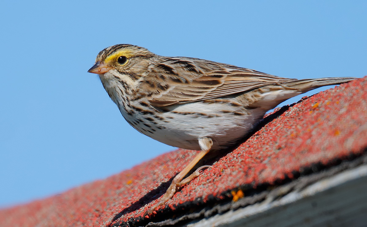 Savannah Sparrow_J4X6496