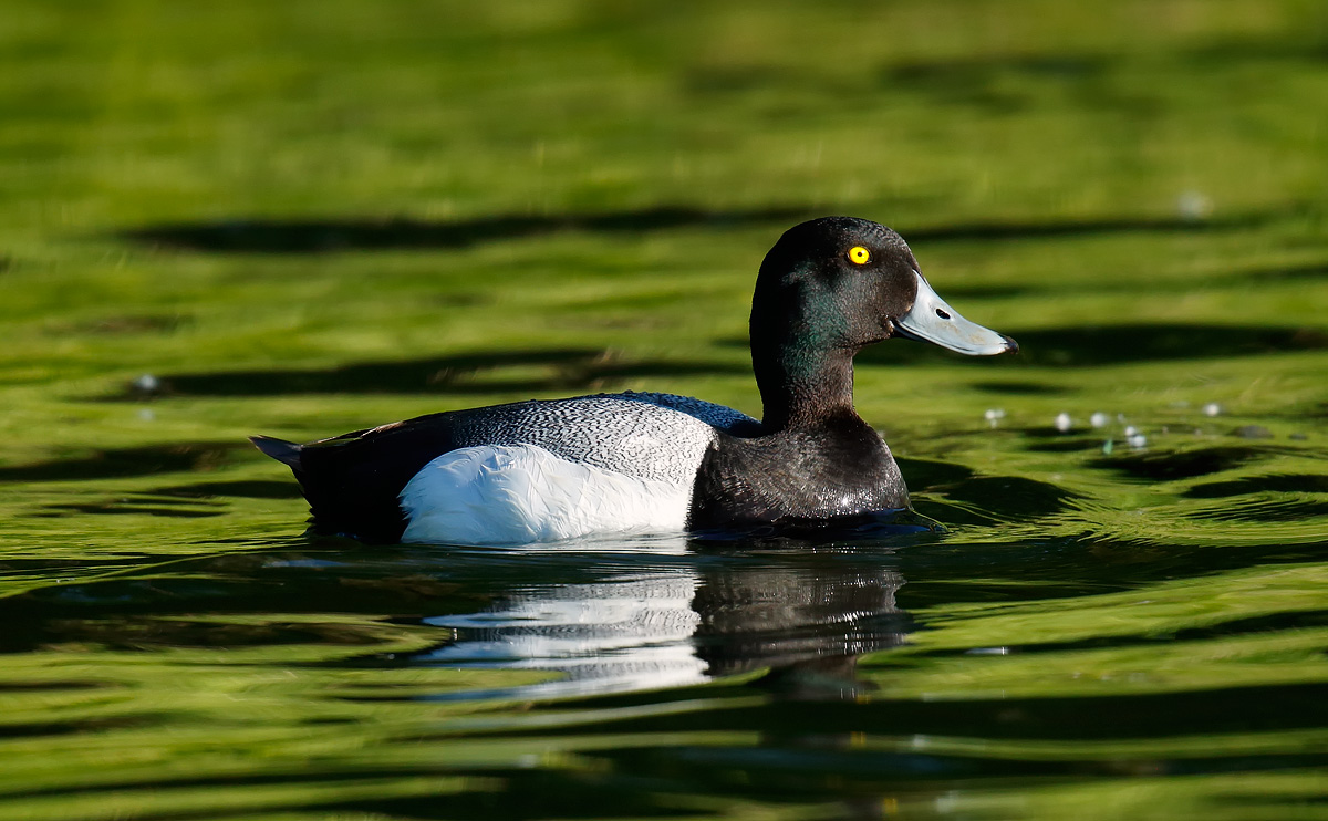 Scaup_J4X6078