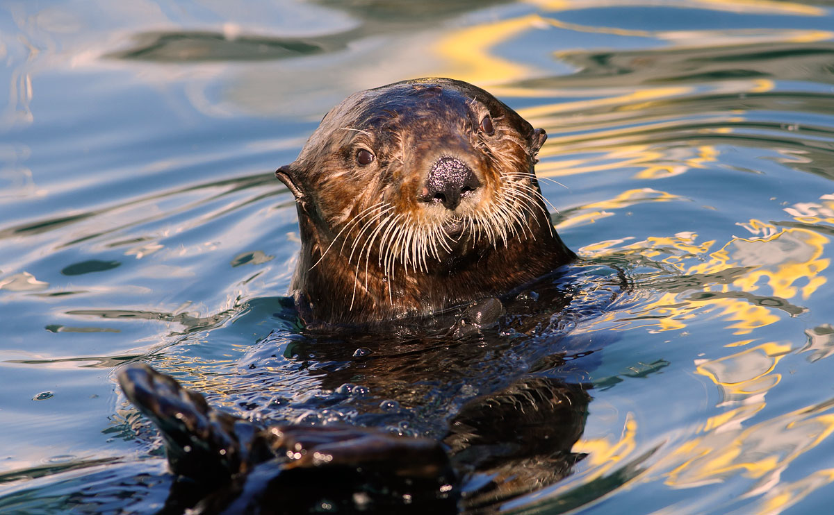 Sea Otter_J4X9382