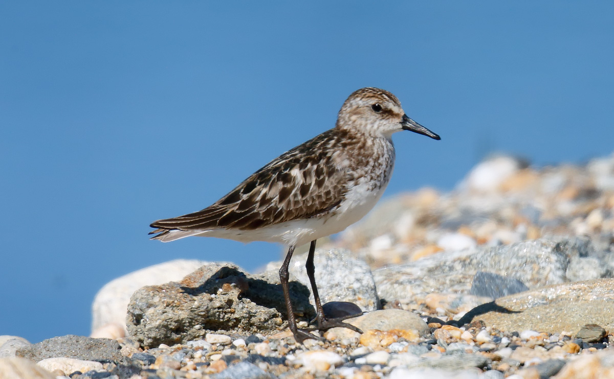 Semi Palmated Sandpiper_J4X6525