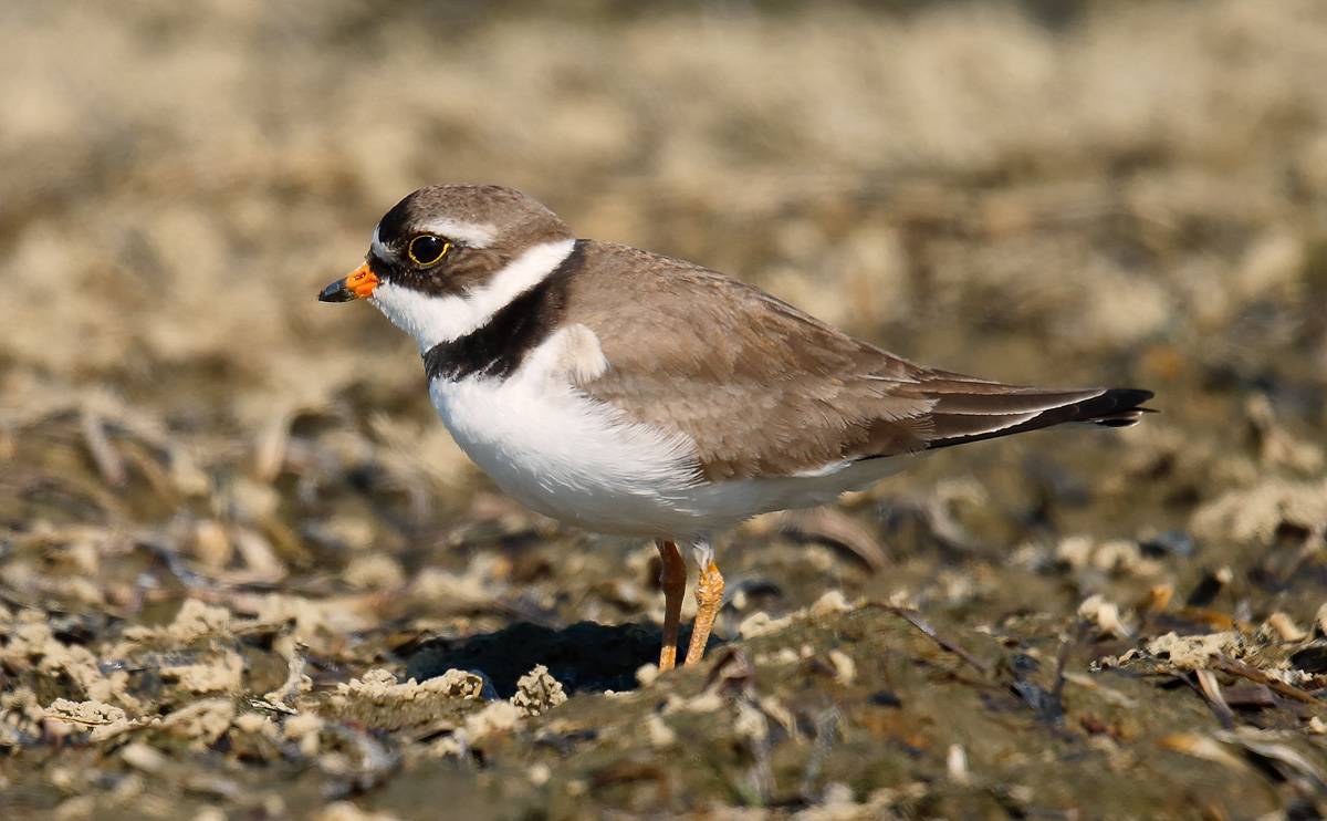 Semi-palmated Plover_J4X6654