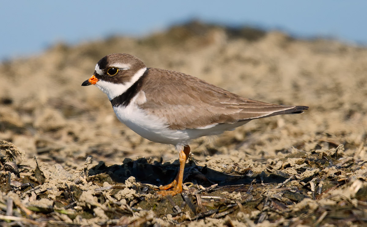 Semi-palmated Plover_J4X6661