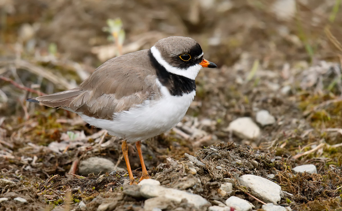 Semi-palmated Plover_J4X7083