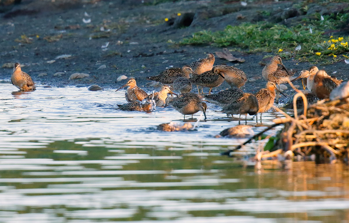Short-billed Dowitchers_J4X6133