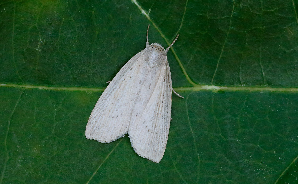 Silky Wainscot_J4X3996