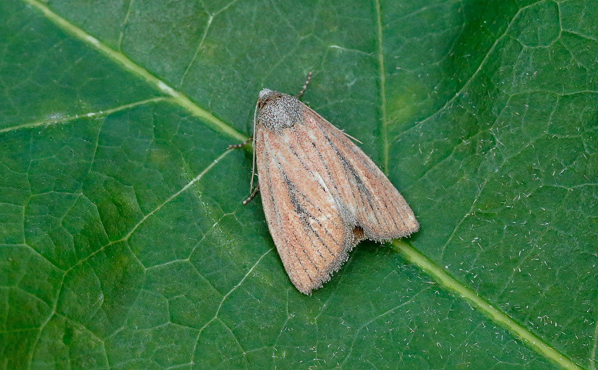 Small Rufous_J4X4015