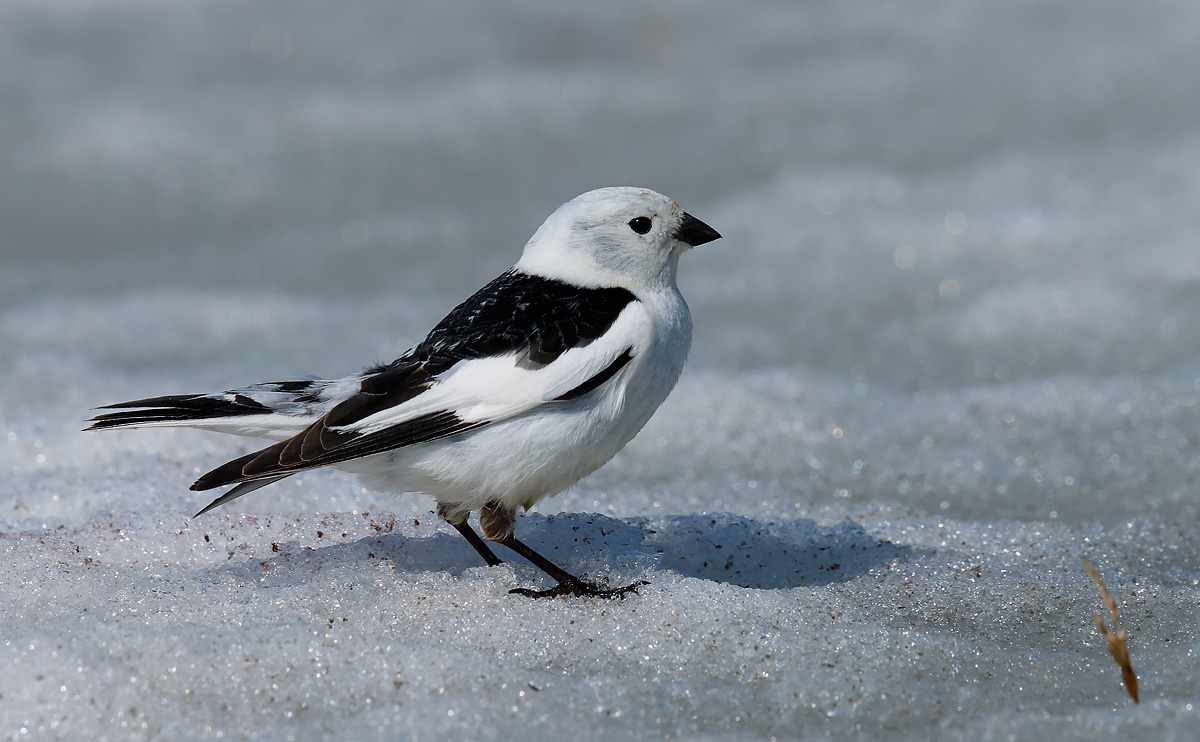 Snow Bunting_J4X0737
