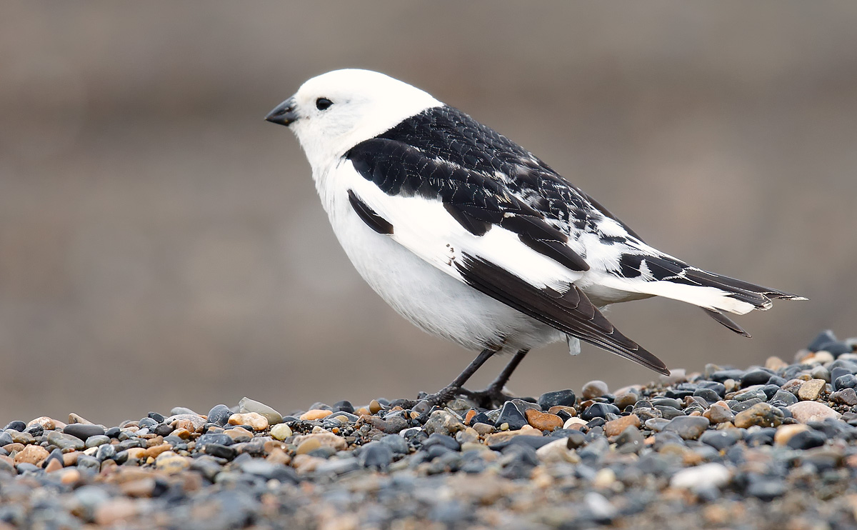 Snow Bunting_J4X1289