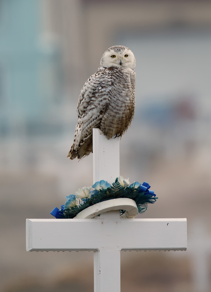 Snowy Owl_J4X2028