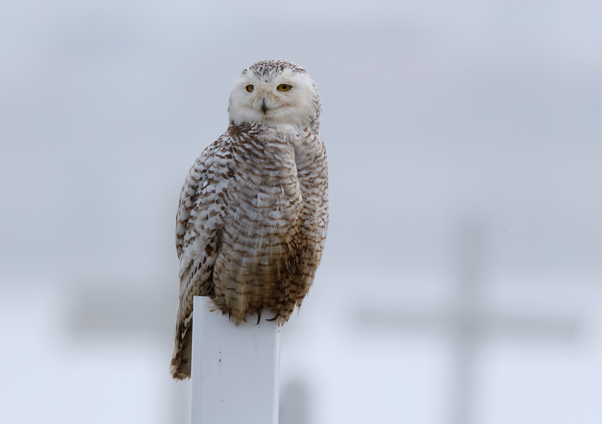 Snowy Owl_J4X2038