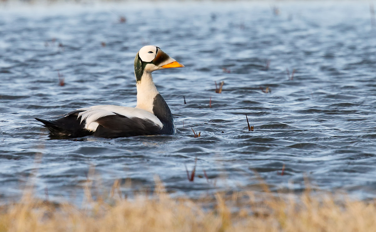 Spectacled Eider drake_J4X1112