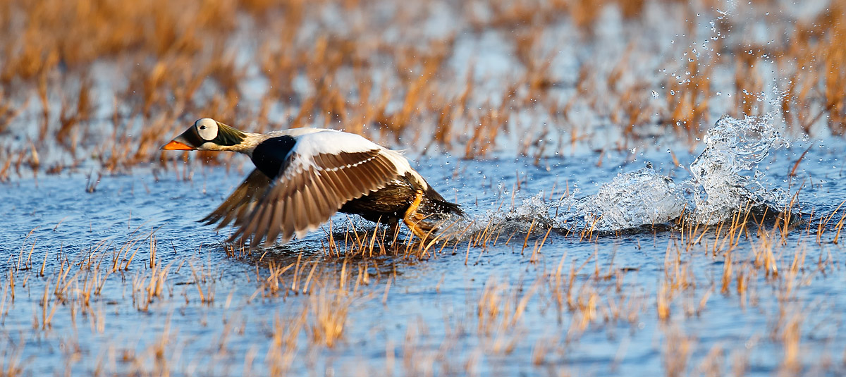 Spectacled Eider_J4X0305