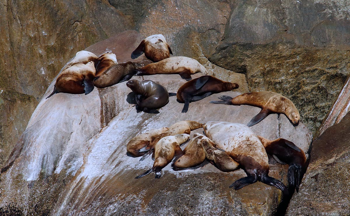Steller's Sealion_J4X8827